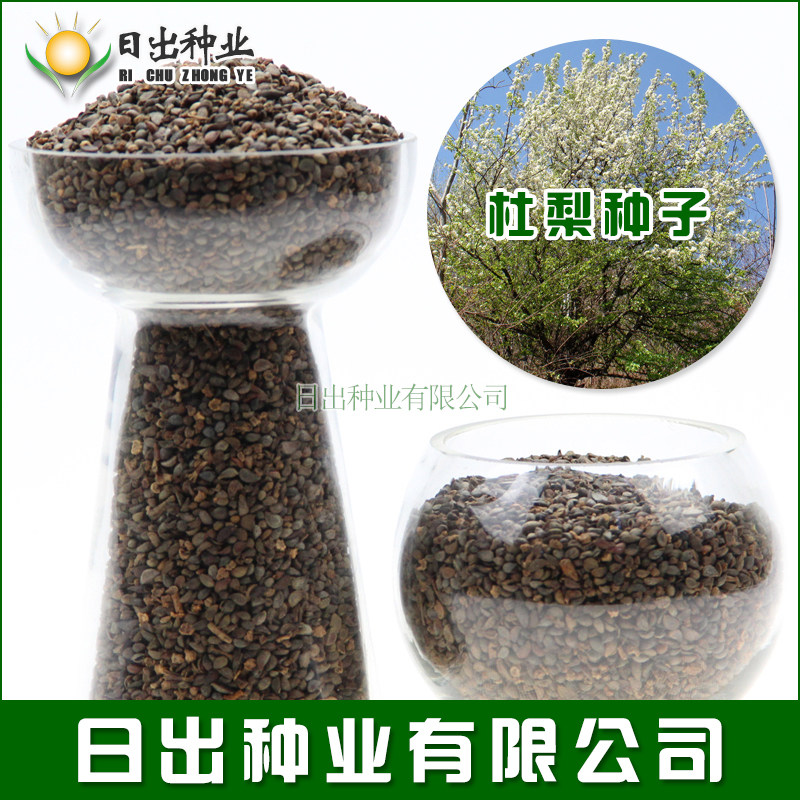 新采树种子小粒海棠嫁接砧木杜梨