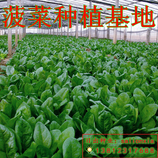 大叶菠菜种子 红根 叶肉厚 高产易活种秋冬季节大田播