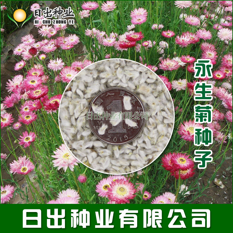 永生菊种子 玫红永生菊 千年菊 喜阳抗旱花卉种子 春播秋播易活播