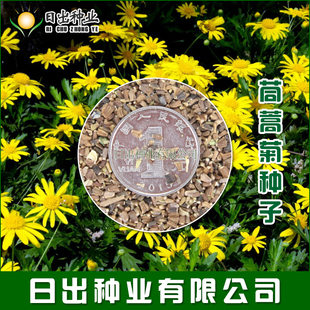 茼蒿菊种子 木春菊种子 黄菊花种子 绿化景观花海公园秋播春播