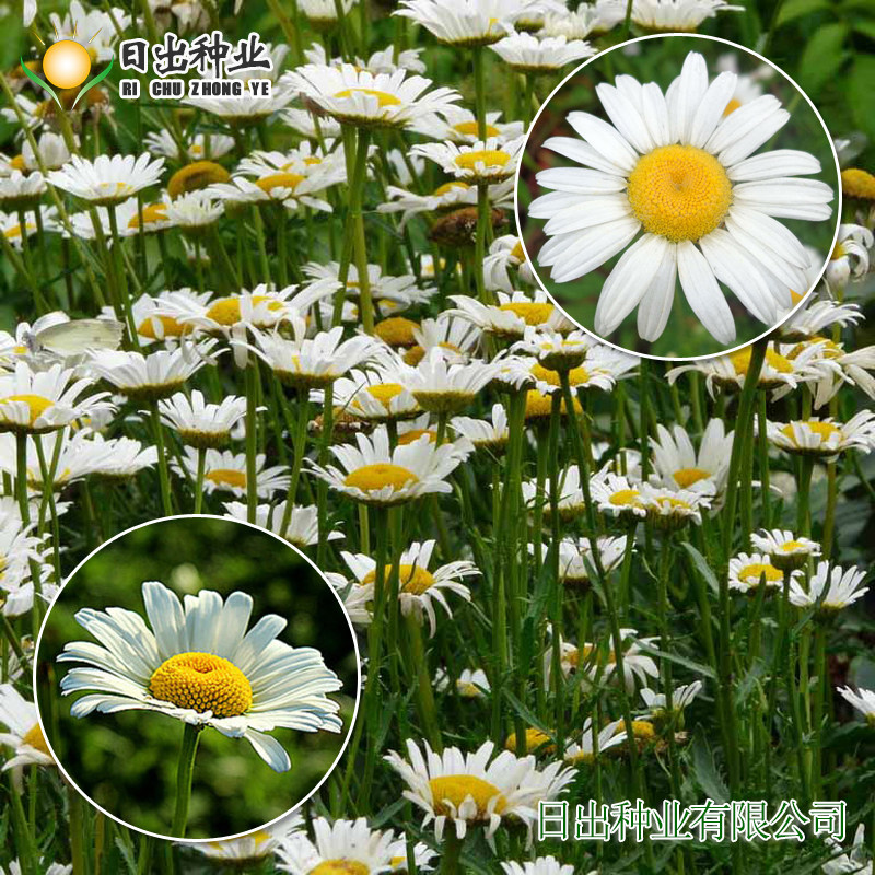 大滨菊种子 西洋滨菊种子 多年生纯白色菊花花卉公园绿化易活播种
