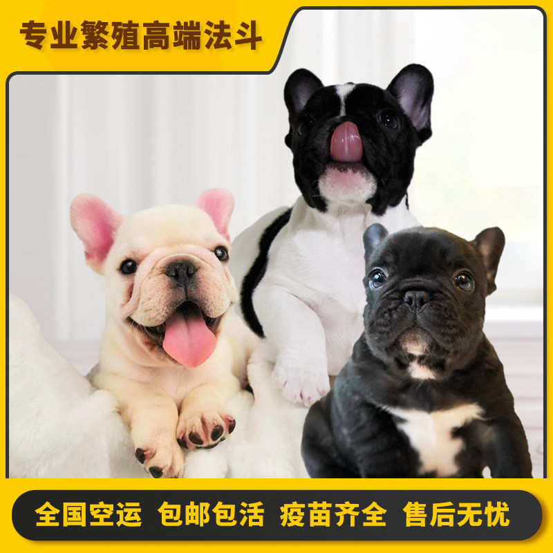 宠物狗法斗幼犬短毛狗法斗小型犬法国斗牛犬
