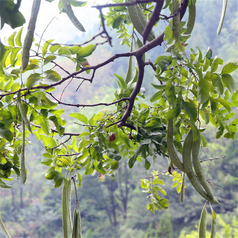 山皂角苗山皂角树苗皂荚苗大皂角树苗大刺中药苗药材树苗绿化树苗