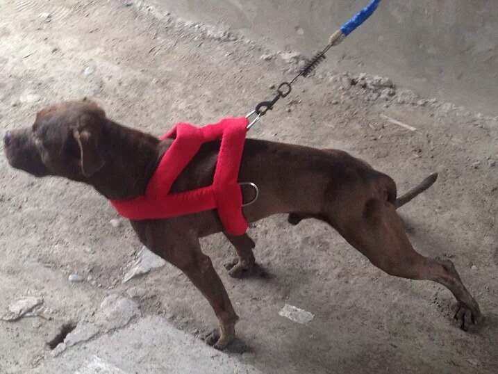 比特犬脖套项圈脖圈背带斗狗训练装备跑步机用品背带拖带猛犬包邮