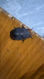 新鲜野生九香虫现抓温水放屁屁巴虫臭虫打屁虫食用 泡酒药用