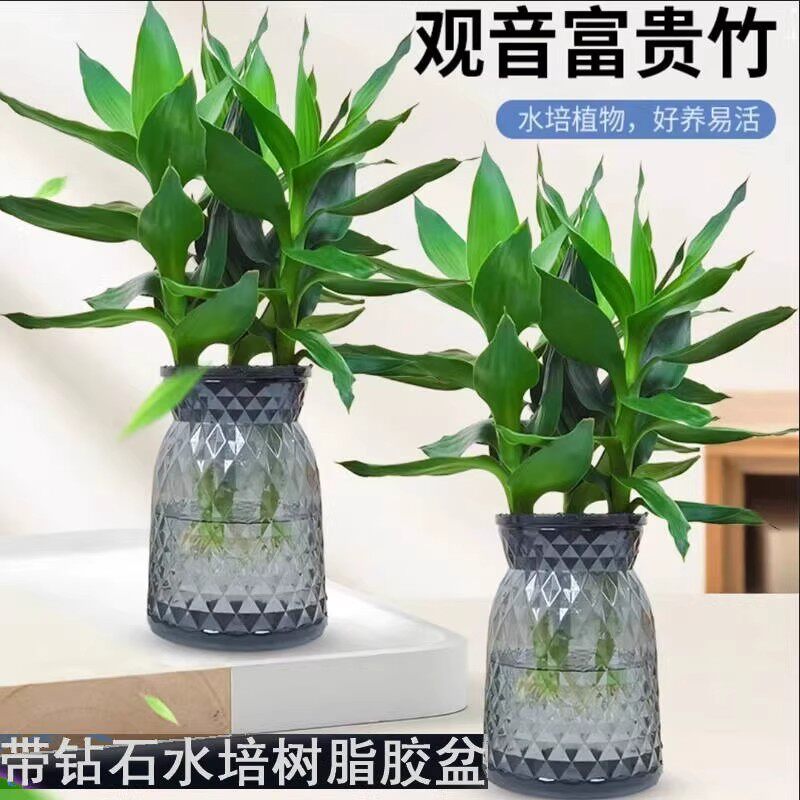 观音富贵竹水培植物单株室内净化空气好养易活新手绿植盆栽