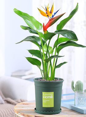 天堂鸟盆栽室内大型植物