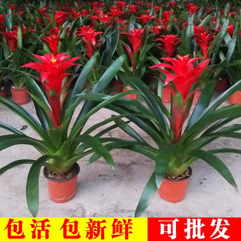 鸿运当头盆栽室内绿植单株含盆净化空气好养新手客厅花卉大红星