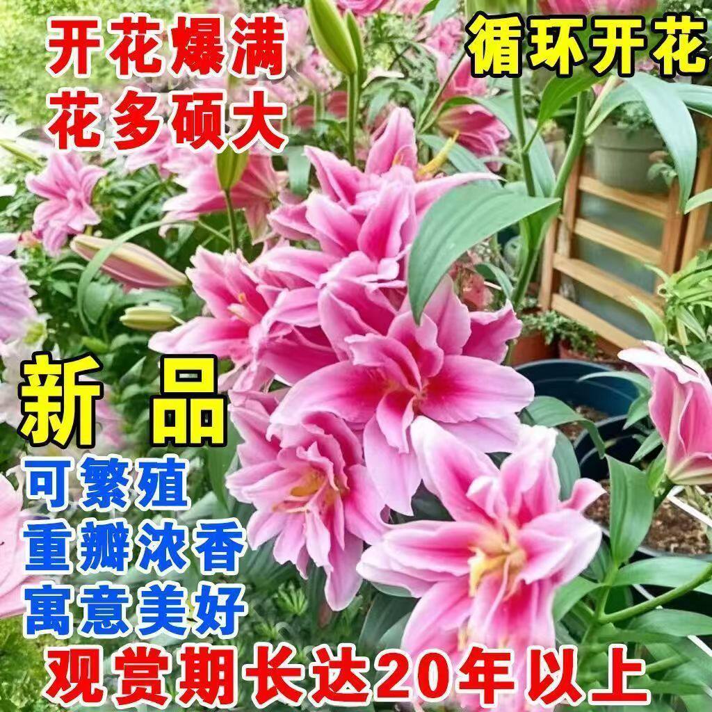粉色百合种球四季开花浓香型新手易养阳台盆栽观赏植物球根花卉