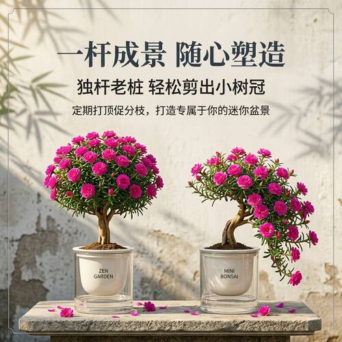 太阳花老桩盆栽四季开花易养护