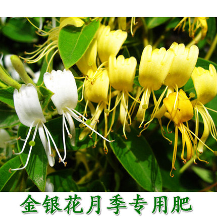 金银花月季蔷薇专用肥盆栽植物花卉底肥追肥缓释肥白粉病杀菌剂