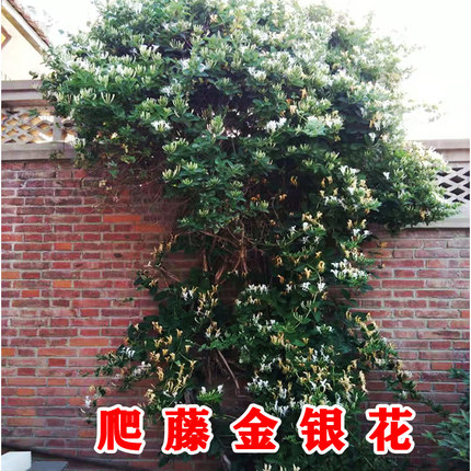 金银花树苗爬藤植物花卉绿植盆栽院子绿化室外庭院四季开花常青
