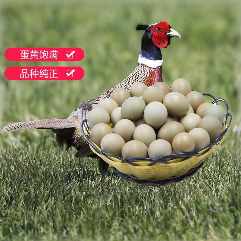 野鸡蛋 七彩山鸡蛋新鲜正宗  鸡蛋