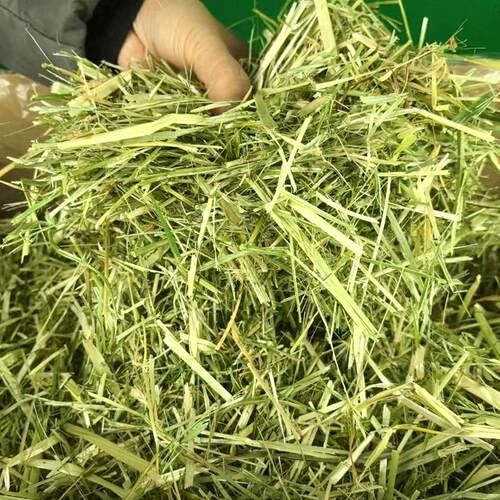 24年新苜蓿草揉丝草段干草