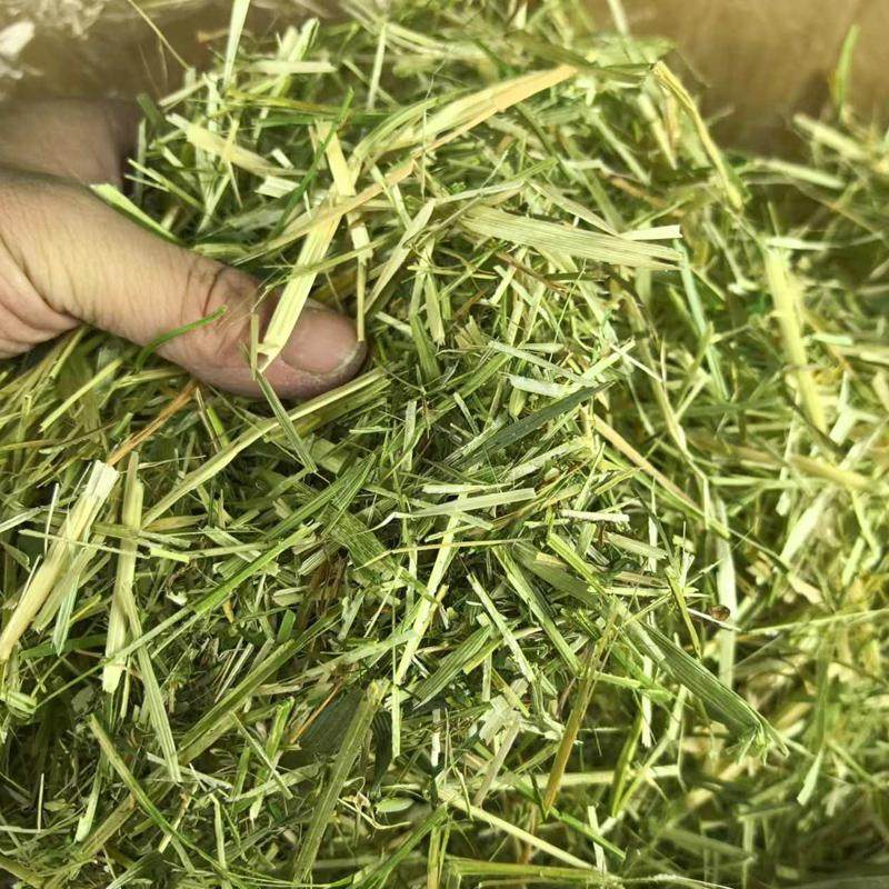 苜蓿燕麦混合揉丝牧草 羊驼长颈鹿动物园专用养殖草兔牛羊饲草料,宠物/宠物食品及用品,兔兔干草,淘宝优惠券,粉丝福利购,淘宝优惠卷
