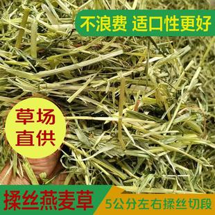 25新国产优质燕麦草适合喂马喂羊羊驼兔子荷兰猪主食牧草干草饲料