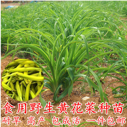 黄花菜种苗食用野生黄花菜苗根金针菜苗根阳台蔬菜种苗四季种植