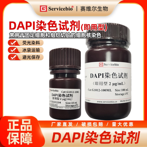 赛维尔 DAPI染色试剂（即用型） 细胞核染色 细胞实验