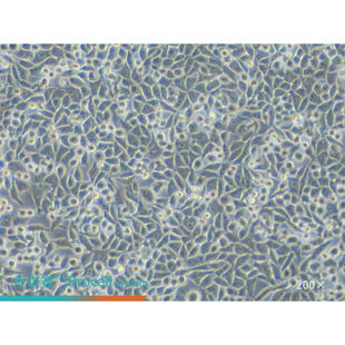 普诺赛 L Wnt-3A（小鼠皮下结缔组织细胞）(STR鉴定正确) CL-0375