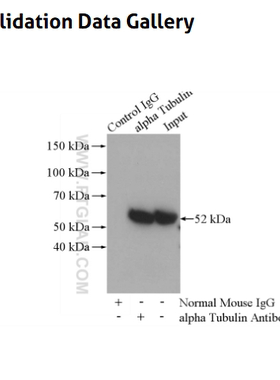 HADHA Polyclonal antibody抗体    Validation Data Gallery二抗