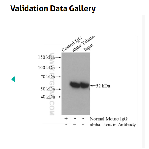 HADHA Polyclonal antibody抗体    Validation Data Gallery二抗