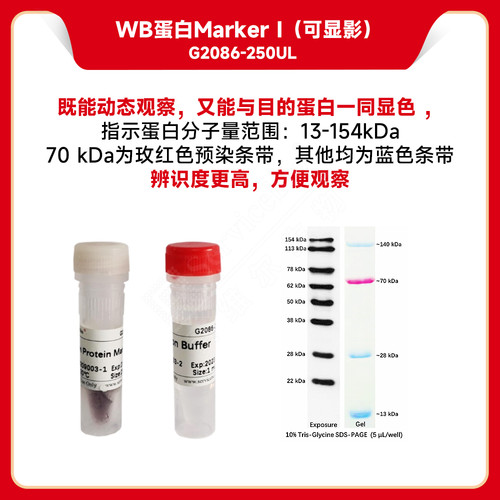 塞维尔WesternProteinMarker