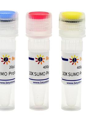 SUMO Protease P2312S P2312M P2312L碧云天