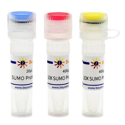SUMO Protease P2312S P2312M P2312L碧云天