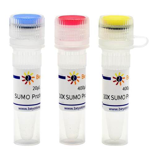 SUMO Protease P2312S P2312M P2312L碧云天