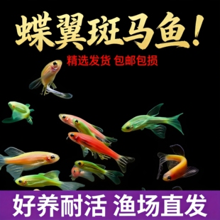长尾蝶翼斑马鱼观赏鱼新手好养天使大勾红绿冷水鱼小型灯科鱼活体