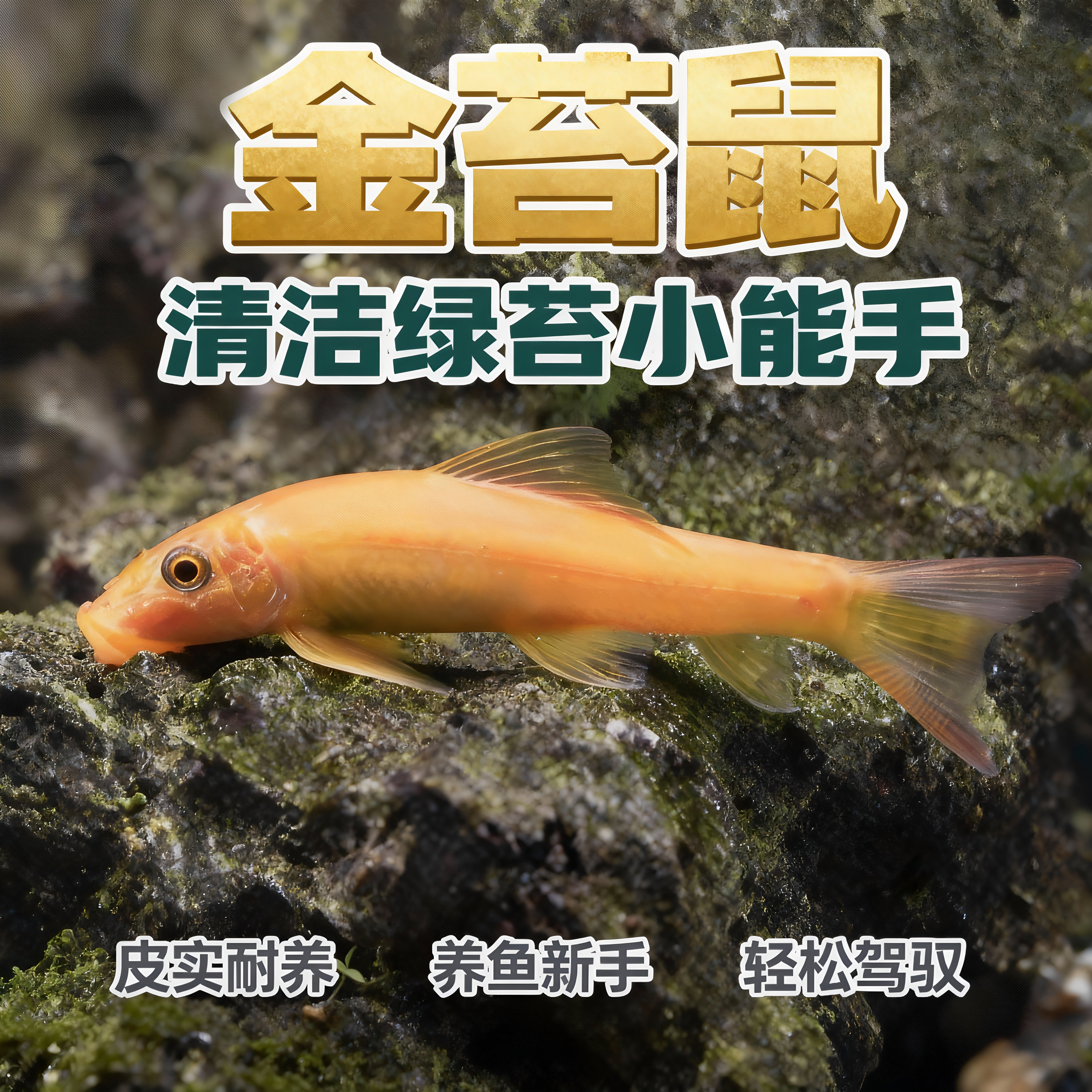 清苔鼠金苔鼠鱼热带观赏鱼清道夫鼠鱼鱼缸除藻鱼清洁鱼活鱼工具鱼
