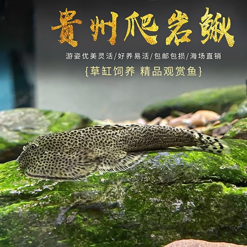 贵州爬岩鳅双吸盘清缸清洁鱼