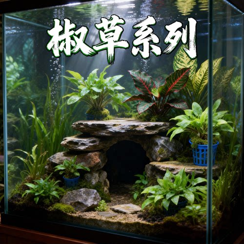 绿温蒂椒草阴性水草缸造景免CO2