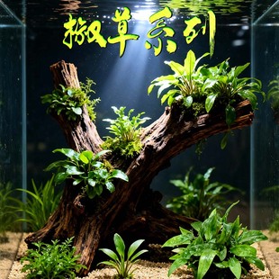 椒草阴性水草虎纹阿芬喷泉咖啡绿温蒂迷你椒泰国青椒迷你小型水草