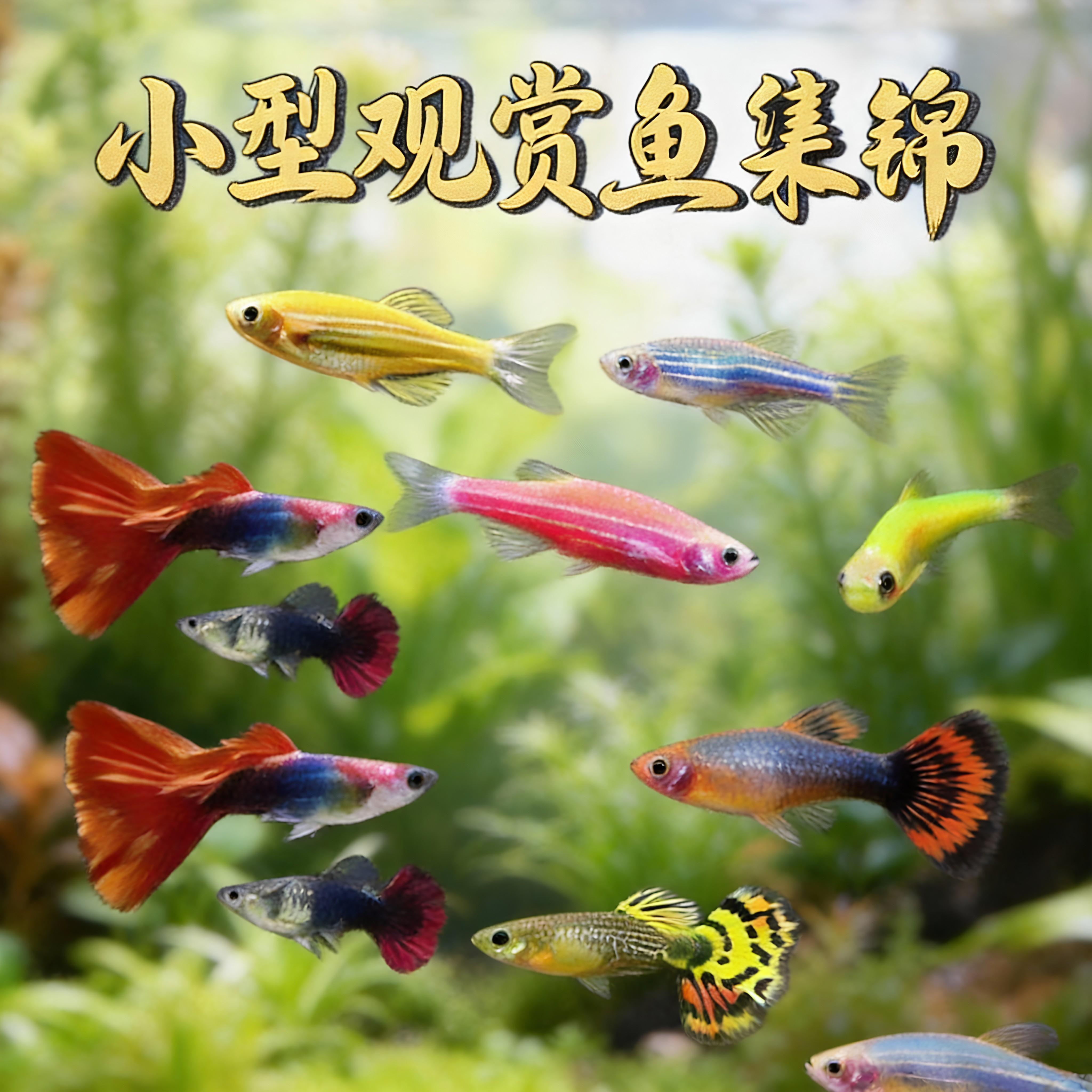 斑马鱼活体小型鱼苗观赏鱼耐活荧光冷水鱼好养淡水鱼热带鱼斑马鱼