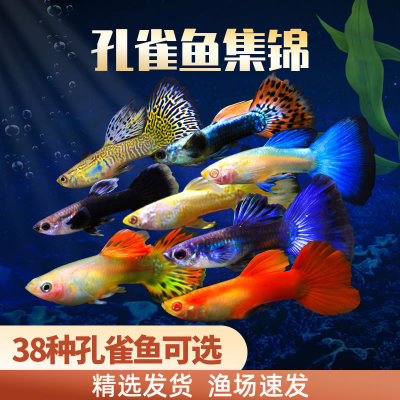 灵动孔雀鱼颜色多样飘逸好养
