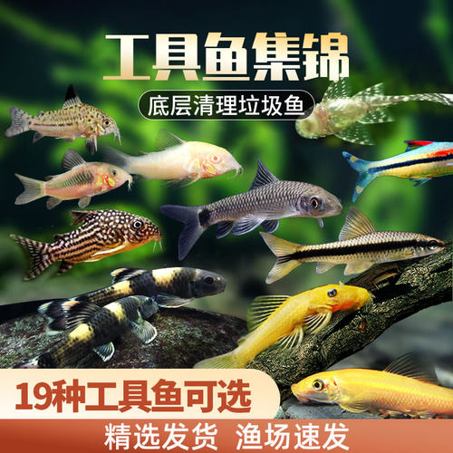 热带观赏除藻工具淡水鱼苗翻沙鼠清道夫黑线飞狐一眉道人小猴精灵 - 封面