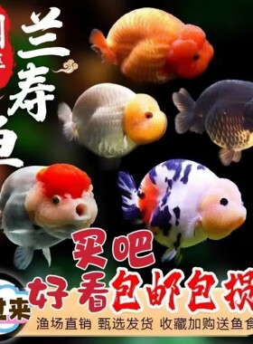 兰寿金鱼娃娃脸淡水好养纯种