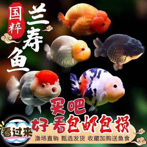 兰寿金鱼娃娃脸淡水好养纯种