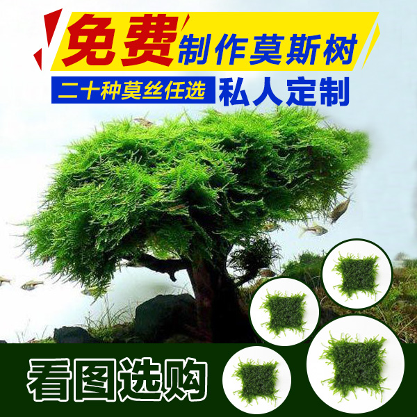 莫斯树水草水族箱装饰懒人鱼缸造景淡水真植物绿藻球沉木阴性活体