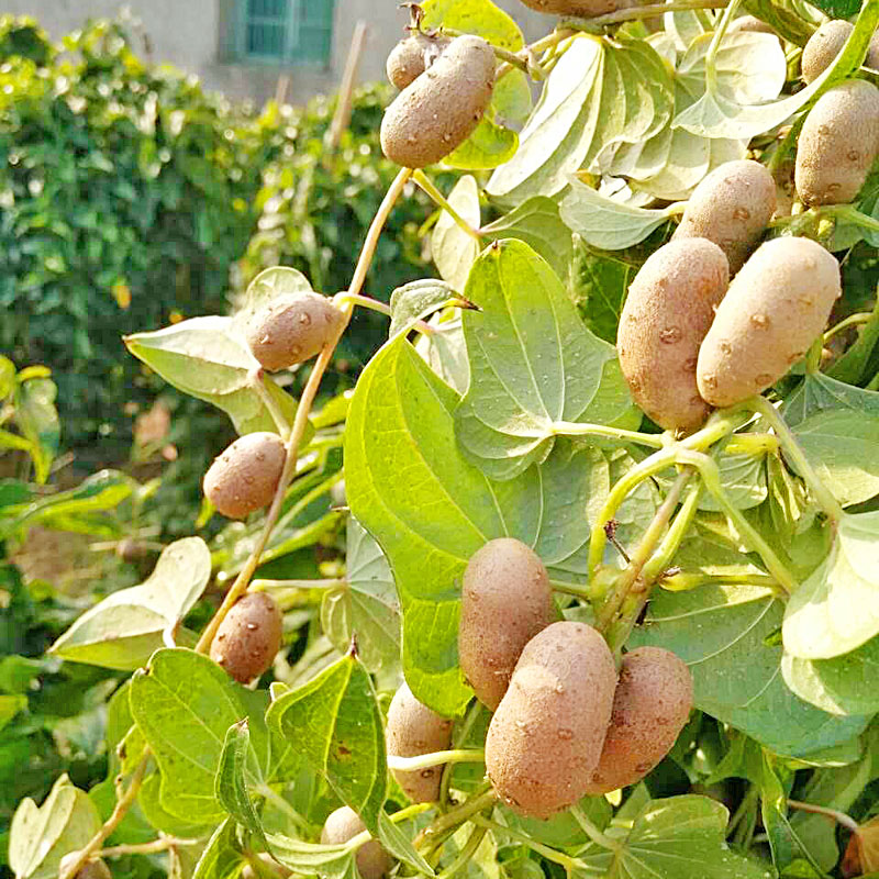 产地直销山药豆粉糯香甘