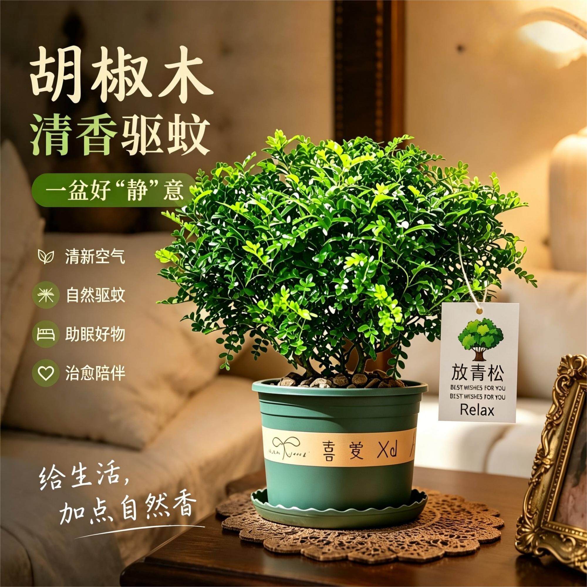 正宗清香胡椒木盆栽驱蚊草四季