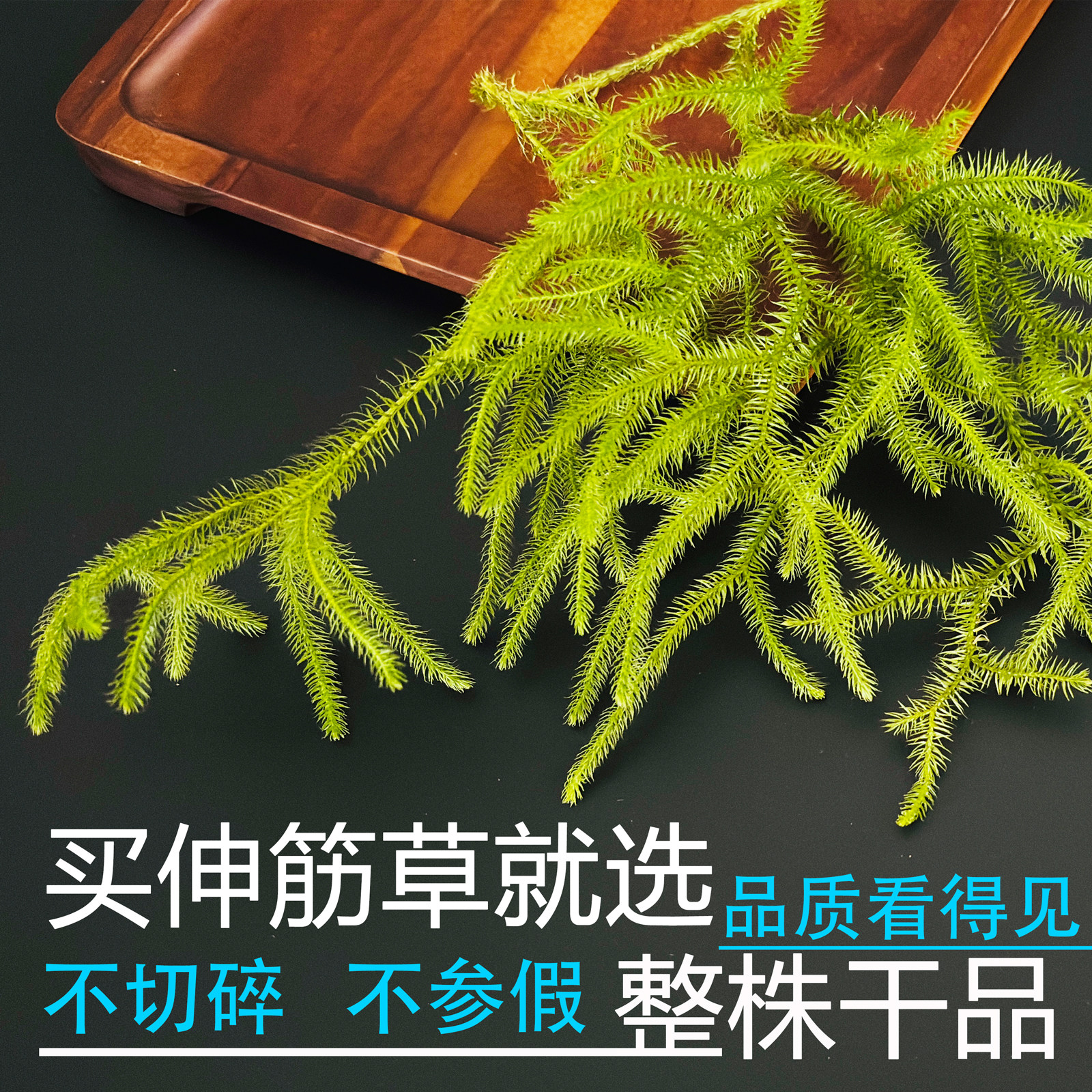 贵州高山正宗野生伸筋草中药材整株干货无硫舒筋草狮子草拉筋草根