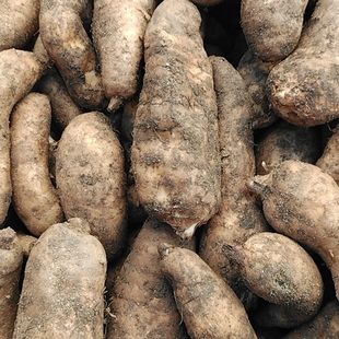 现挖鲜天麻仿野生天麻新鲜天麻生天麻冬麻湿天麻正宗天麻500克