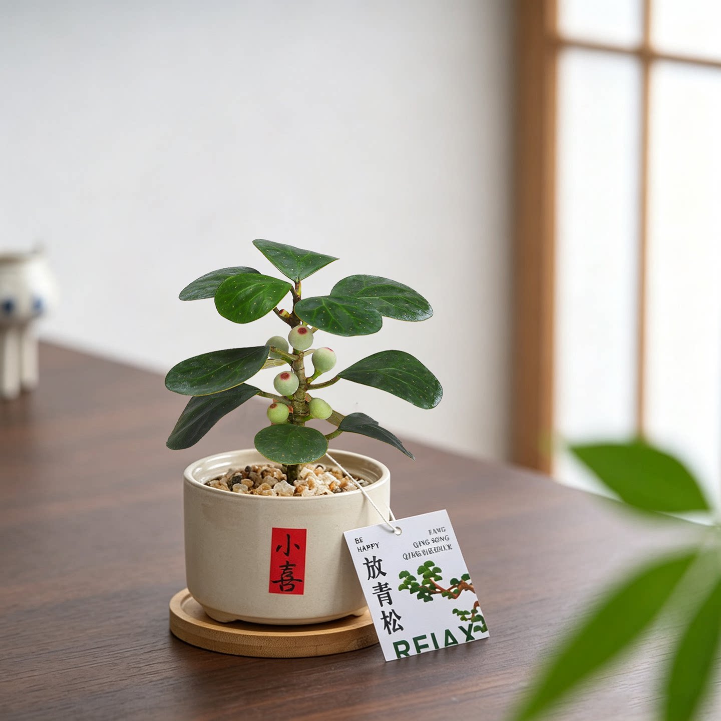 小盼菩提树盆栽室内植物办公室禅意盆景桌面好养花卉情绪稳定绿植