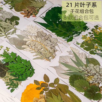 绿叶材料包组合 真树叶植物标本幼儿园手工贴画diy滴胶干花压花