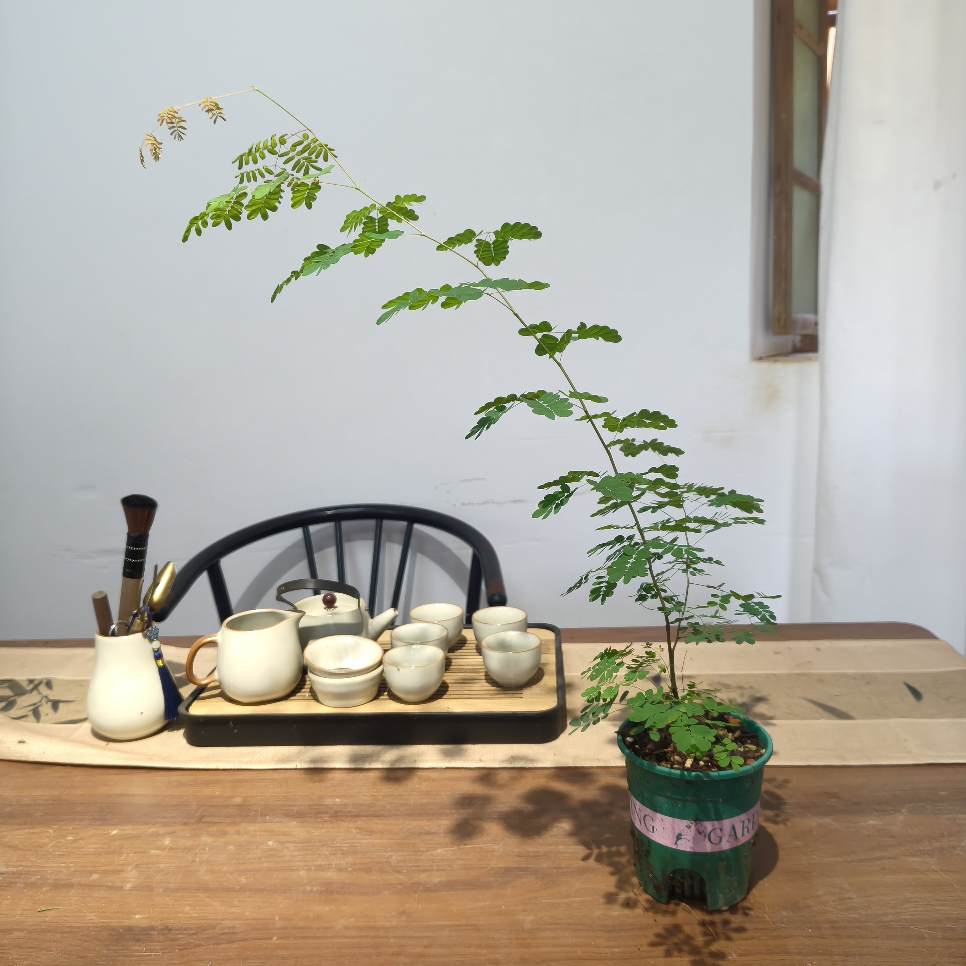 新品正宗铁架木盆栽室内办公桌面绿植巴西铁架子常青净化空气植物