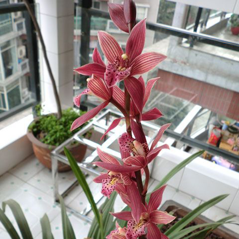 雪中兰花苗建兰四季兰花有香味的盆栽花卉绿植室内醉美人兰草新手