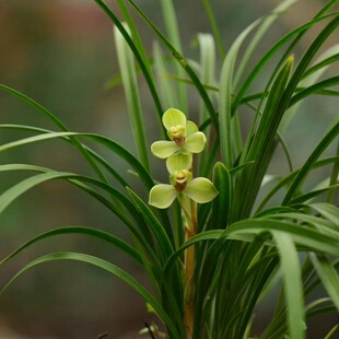 原生老种宋梅龙字翠盖环球荷鼎绿云水仙荷瓣兰花花卉室内阳台好养
