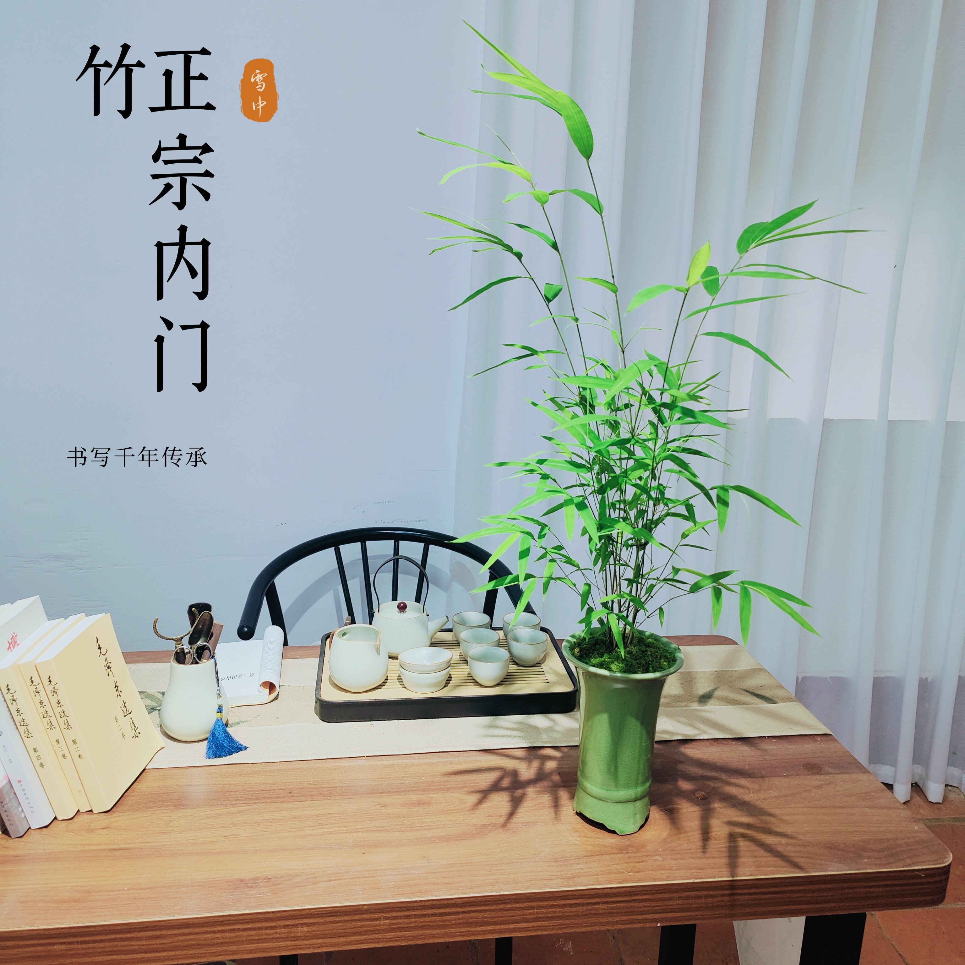 精品正宗台湾内门竹名贵室内庭院绿植盆栽四季好养易活茶室高雅美